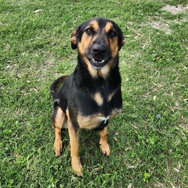 Enlarge Ryker (Cailou), a Adoptable mixed breed in Corpus Christi, TX image 4/6