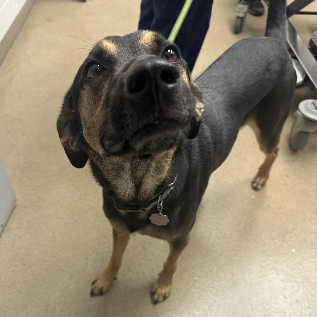 Ryker (Cailou), a Adoptable mixed breed in Corpus Christi, TX image 5/6