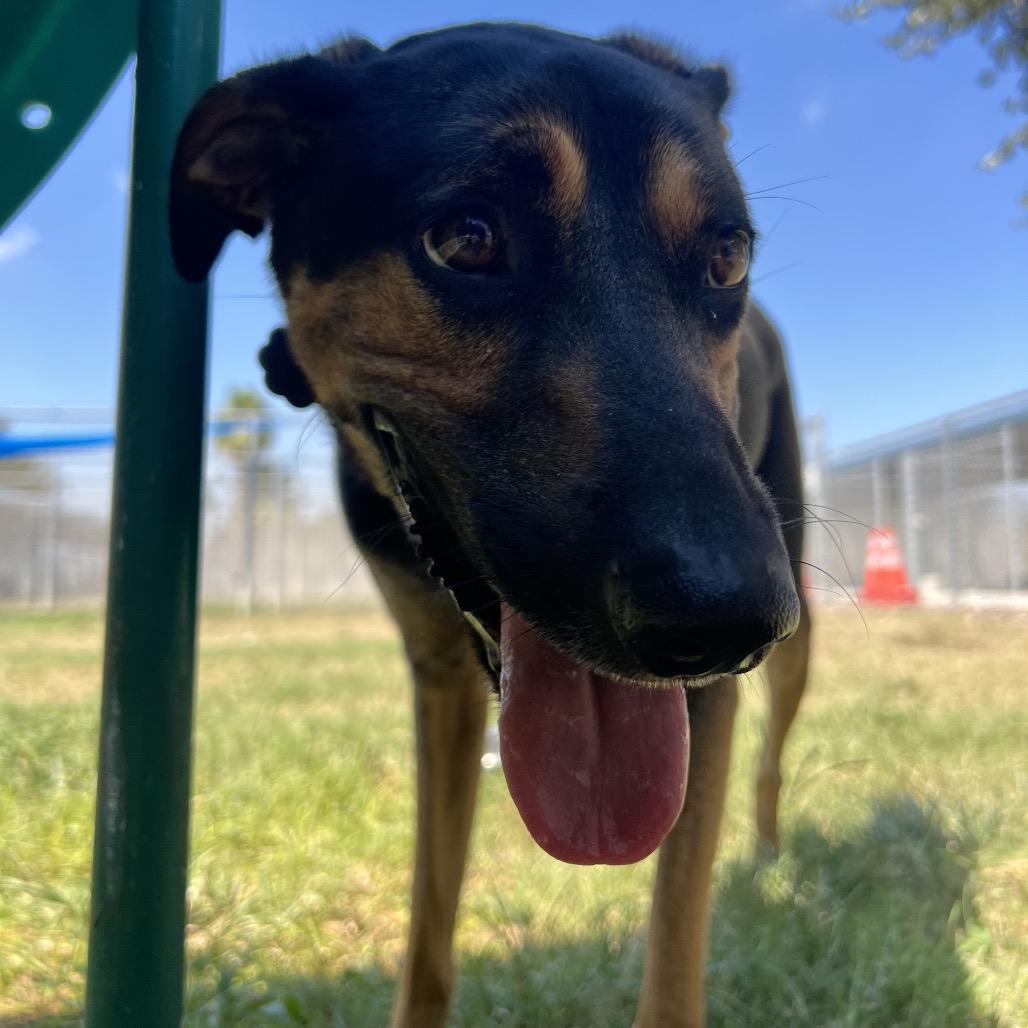Ryker (Cailou), a Adoptable mixed breed in Corpus Christi, TX image 6/6