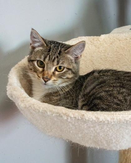 Enlarge Eudora, a Adoptable mixed breed in Pequot Lakes, MN image 1/3