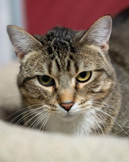 Eudora, Adoptable, Kitten Female Domestic Short Hair & Domestic Short Hair.