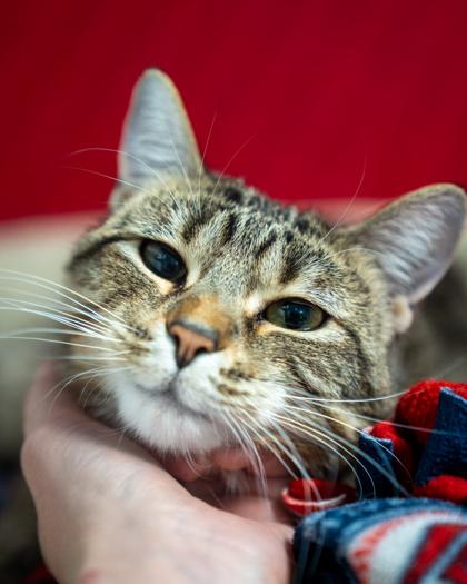 Enlarge Eudora, a Adoptable mixed breed in Pequot Lakes, MN image 2/3