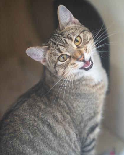 Enlarge Eudora, a Adoptable mixed breed in Pequot Lakes, MN image 3/3