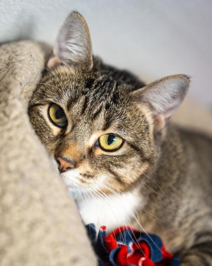 Enlarge Eudora, a Adoptable mixed breed in Pequot Lakes, MN image 3/3