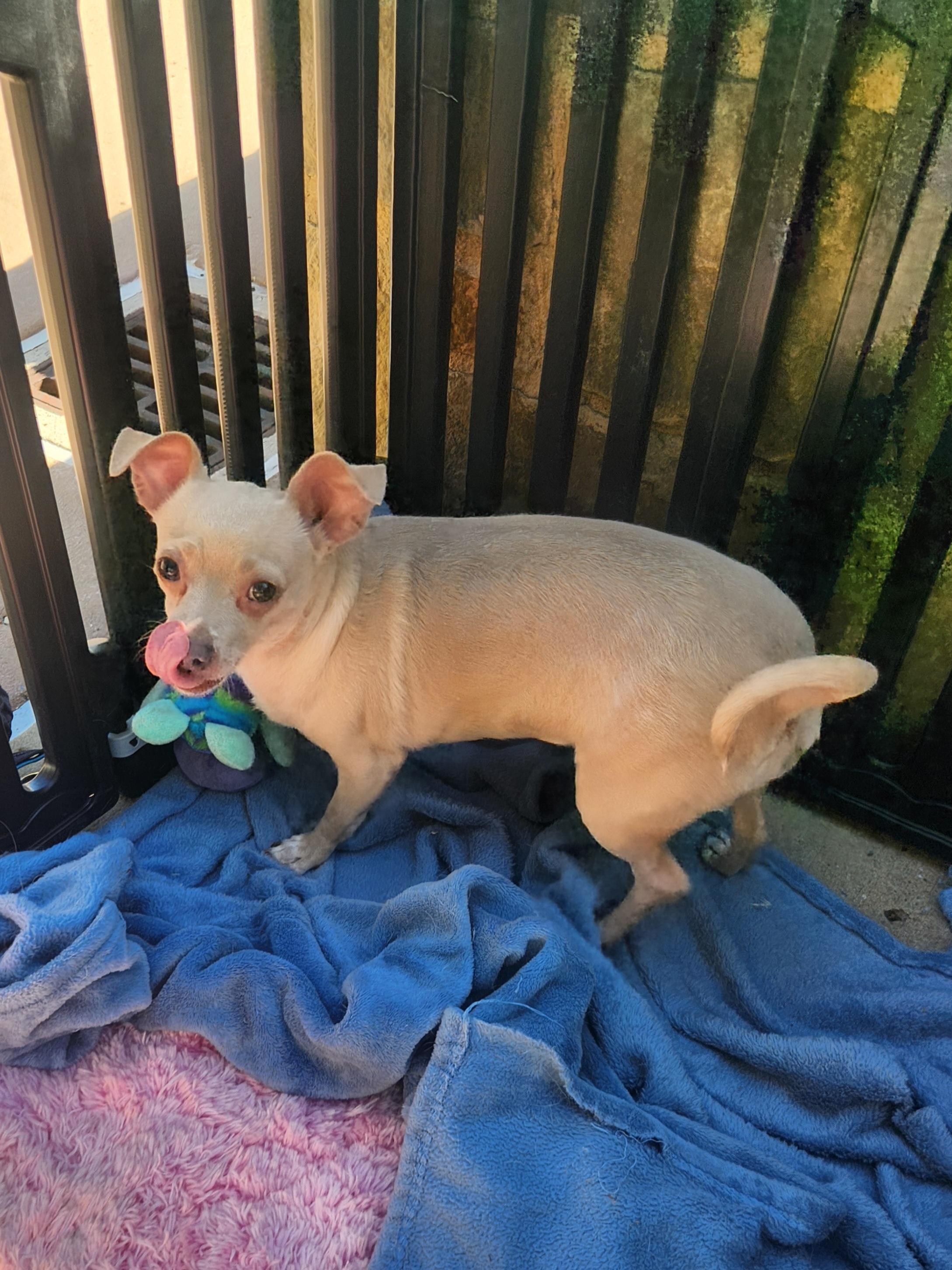 Enlarge Chiquita, a Adoptable Chihuahua image 1/3