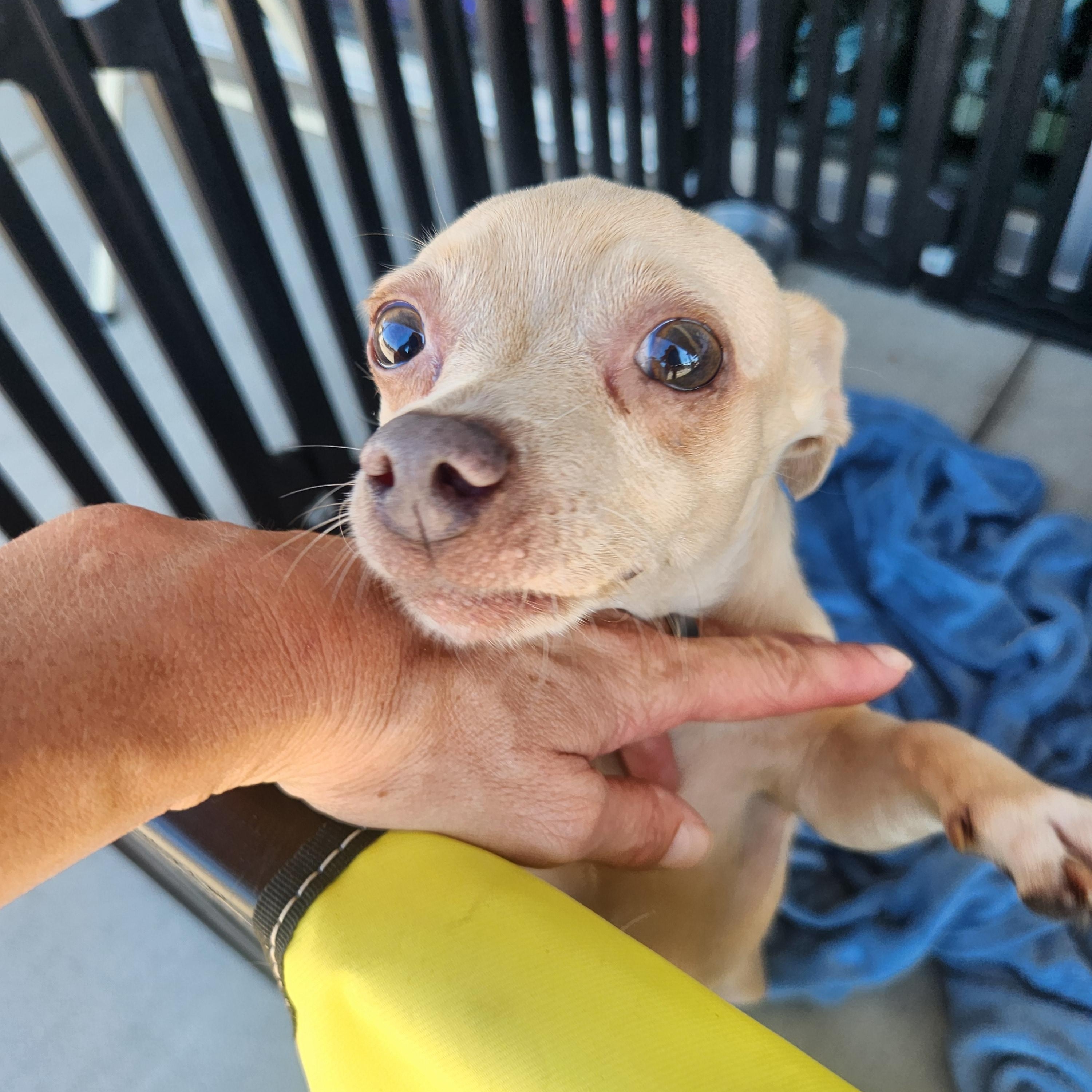 Enlarge Chiquita, a Adoptable Chihuahua image 2/3