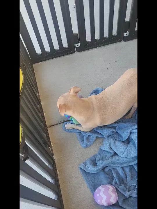 Enlarge Chiquita, a Adoptable Chihuahua video 3/3