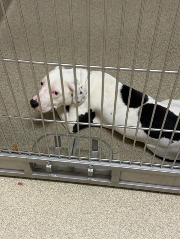 Enlarge Daisy, a Adoptable mixed breed in Virginia Beach, VA image 2/2