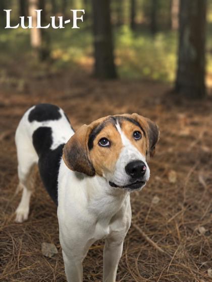 LuLu, Adoptable, Adult Female Treeing Walker Coonhound & Mixed Breed.