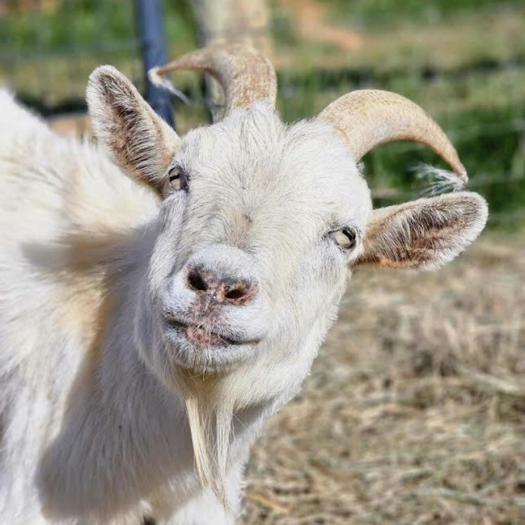 Enlarge Richard, a Adoptable Pygmy in Stokesdale, NC image 1/1