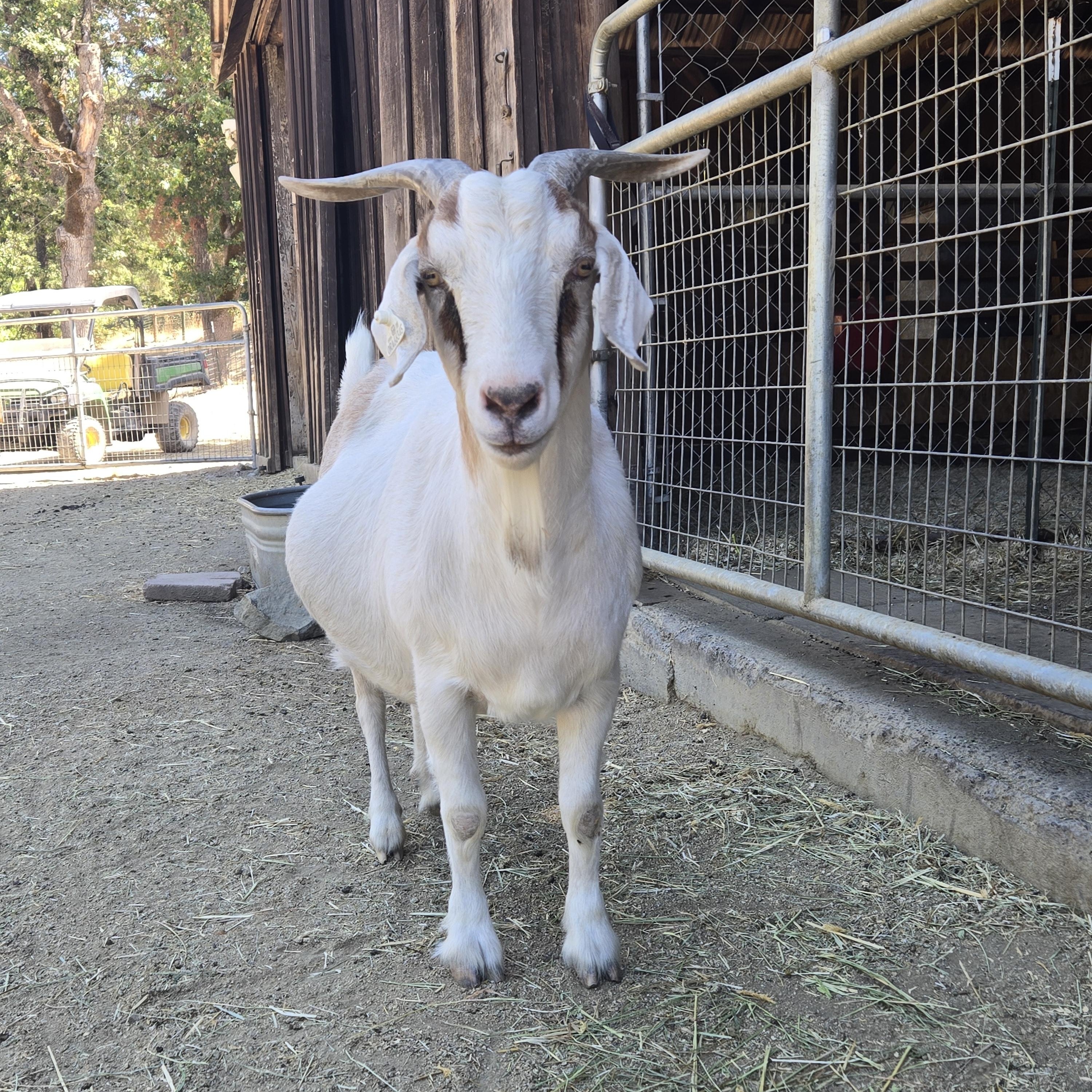 Bunny, ADOPTABLE, Adult Female Nubian.