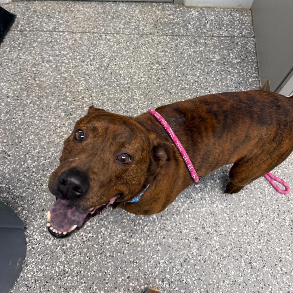 Enlarge Tiger Woods, a Adoptable mixed breed in Parkersburg, WV image 1/2