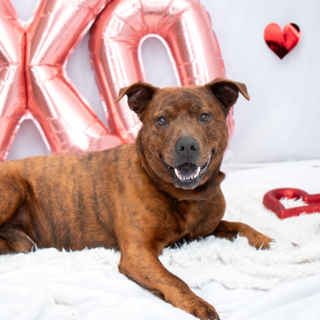 Tiger Woods, Adoptable, Adult Male American Staffordshire Terrier & Mixed Breed.