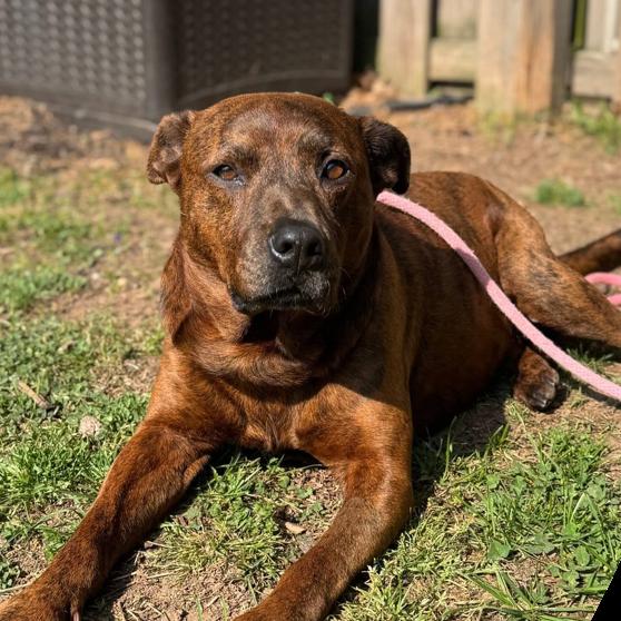 Tiger Woods, a Adoptable mixed breed in Parkersburg, WV image 3/5
