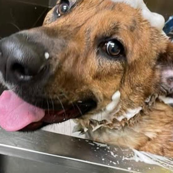 Tiger Woods, a Adoptable mixed breed in Parkersburg, WV image 4/5