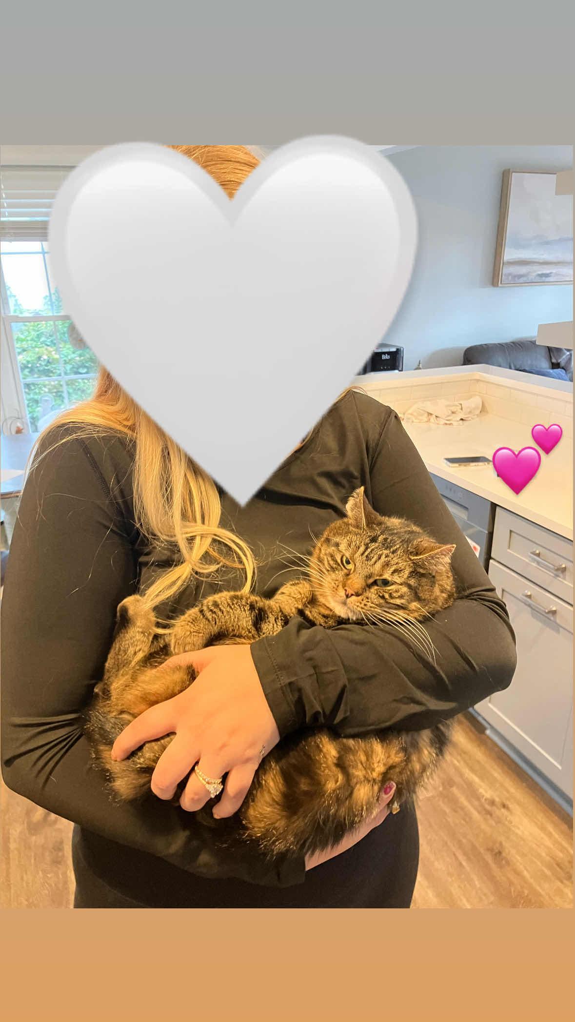 Maple, a ADOPTABLE Domestic Short Hair in Weehawken, NJ image 6/6