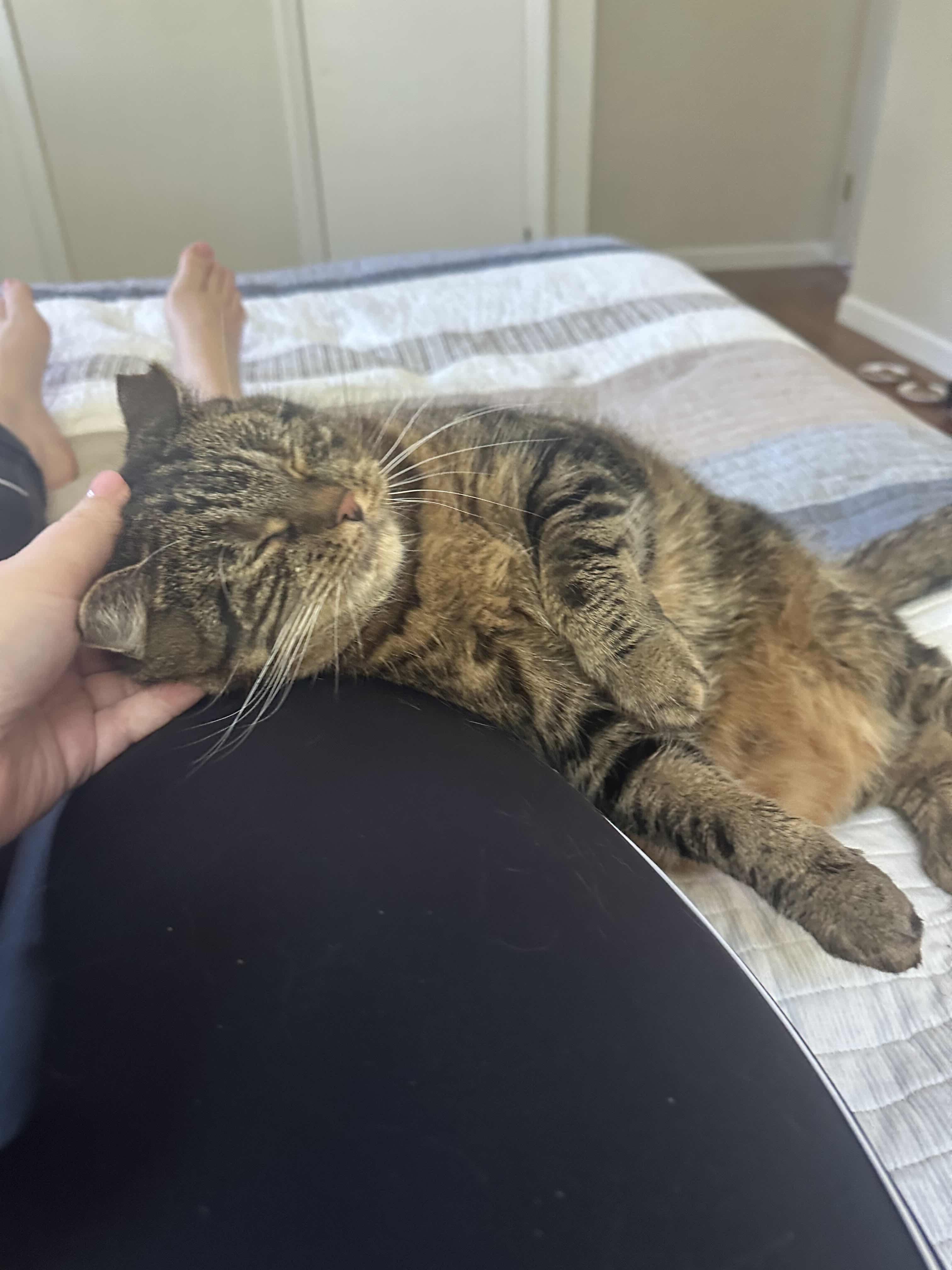 Maple, a ADOPTABLE Domestic Short Hair in Weehawken, NJ image 4/6