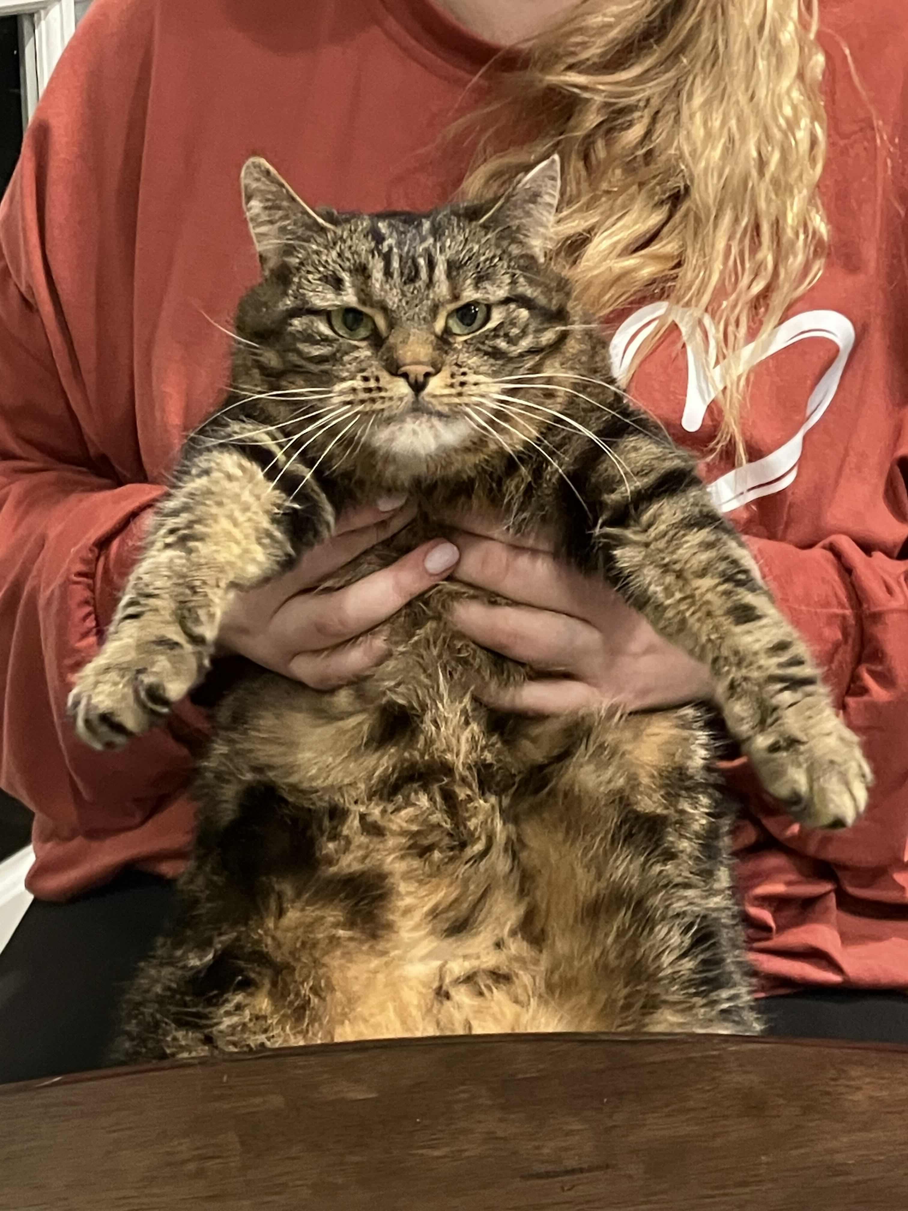 Maple, a ADOPTABLE Domestic Short Hair in Weehawken, NJ image 2/6