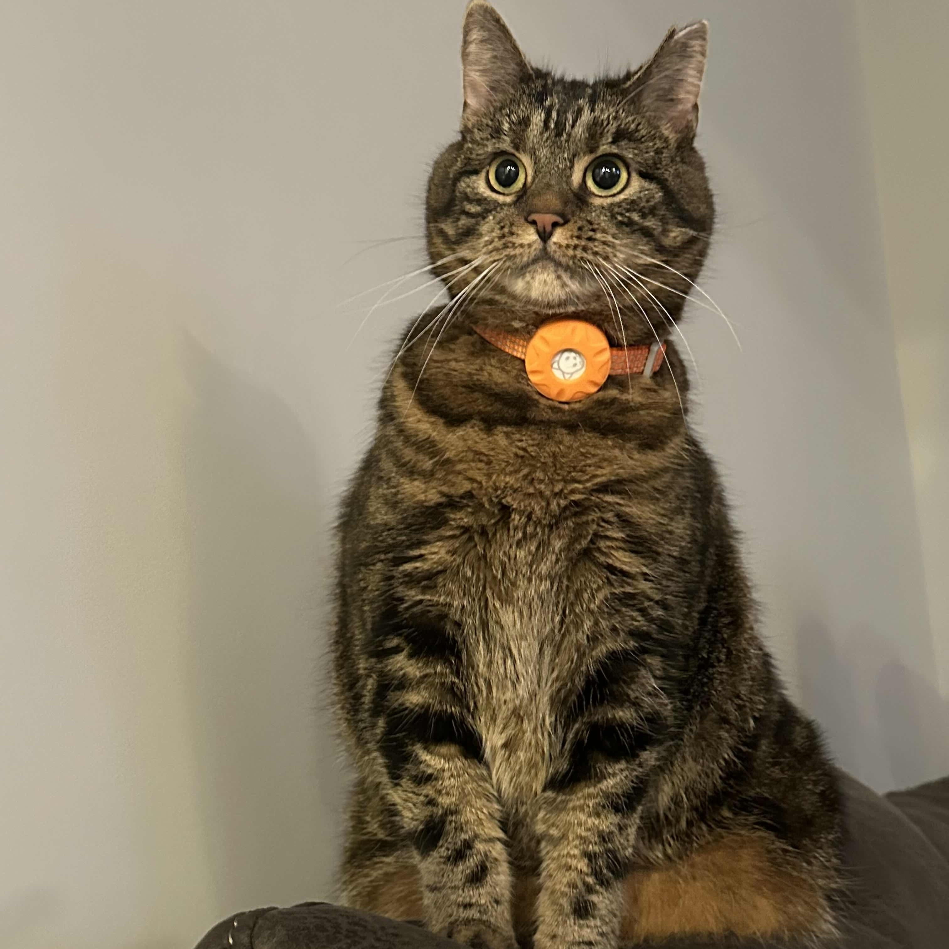 Maple, ADOPTABLE, Adult Female Domestic Short Hair.