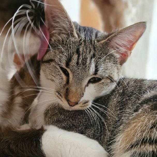 Zary, Adoptable, Young Female Domestic Short Hair.