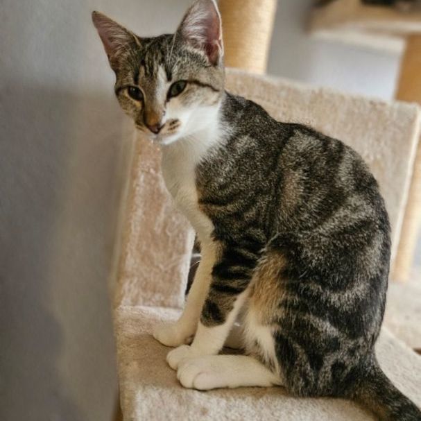 Enlarge Zary, a Adoptable Domestic Short Hair in East Hartford, CT image 2/3