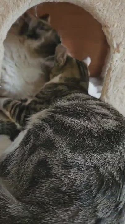 Enlarge Zary, a Adoptable Domestic Short Hair in East Hartford, CT video 3/3