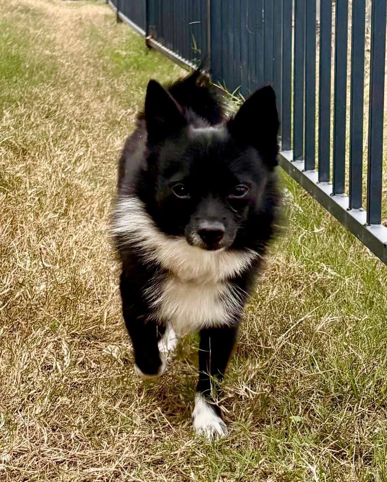Fritz , ADOPTABLE, Young Male Pomeranian.