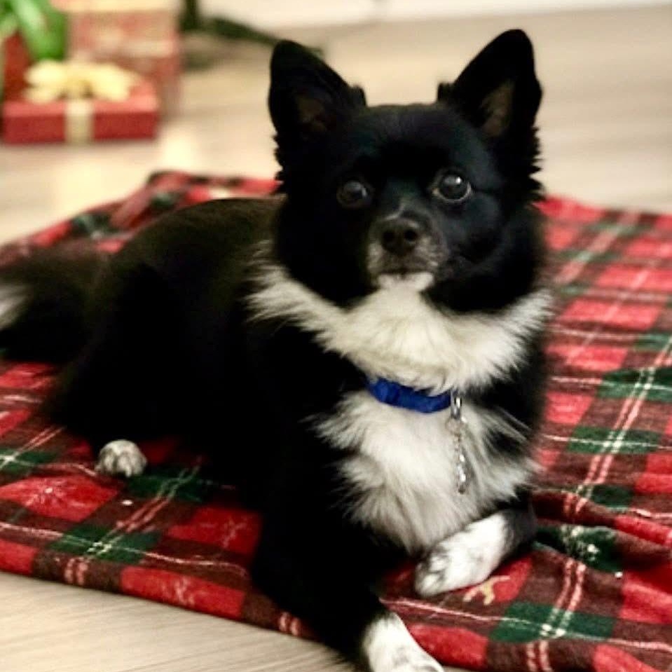 Fritz , ADOPTABLE, Young Male Pomeranian.