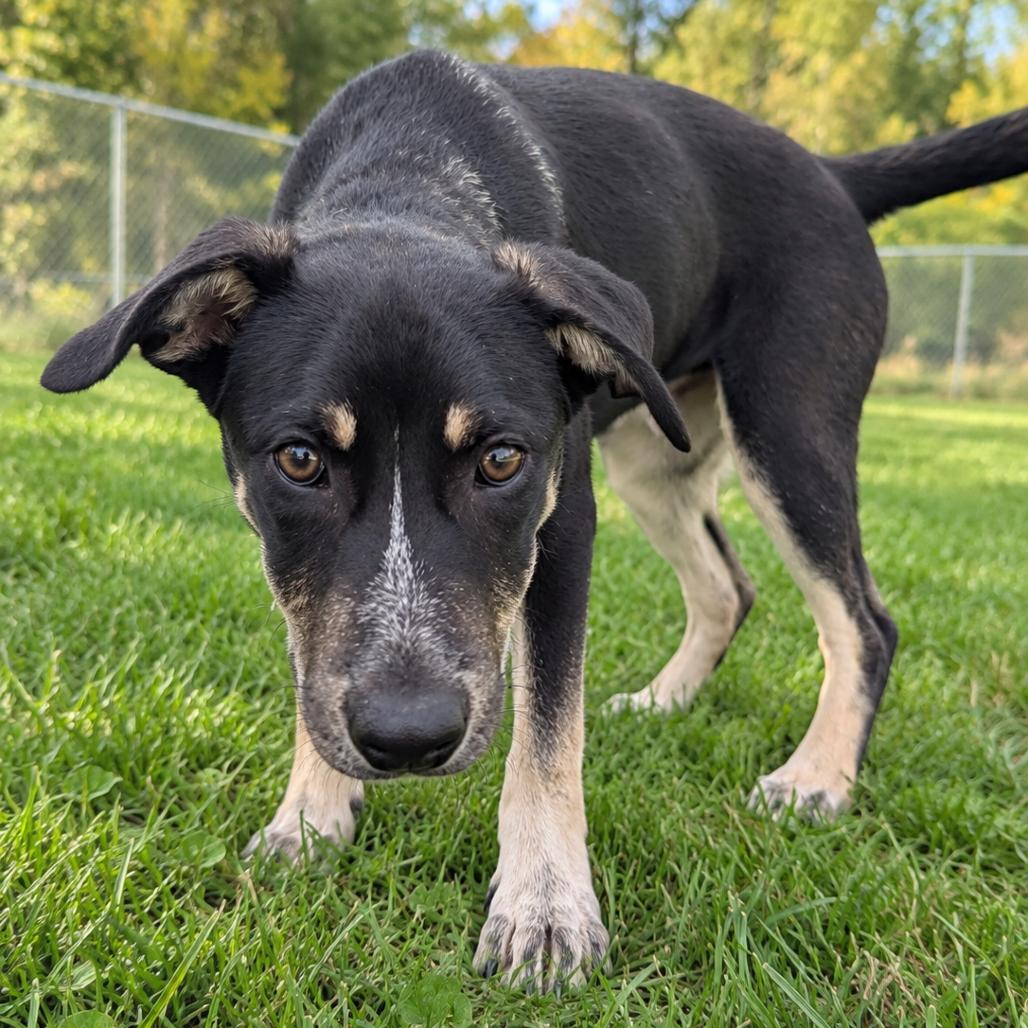 Goose, Adoptable, Puppy Female Labrador Retriever & Mixed Breed.