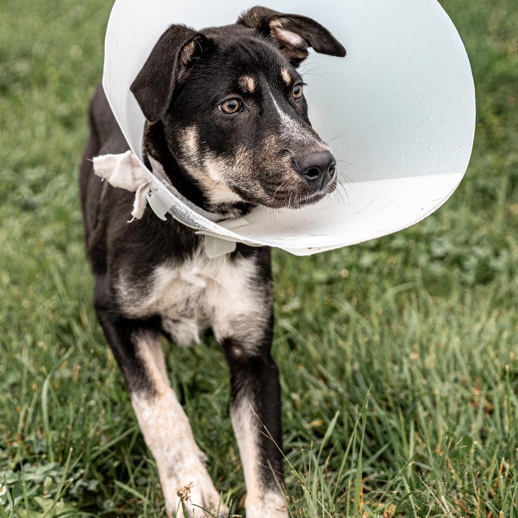 Enlarge Goose, a Adoptable mixed breed in Tomah, WI image 2/6