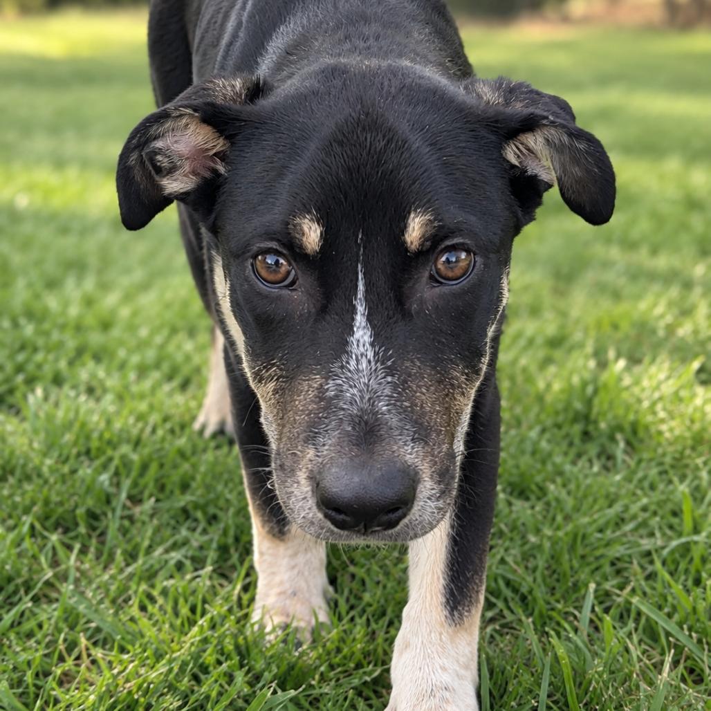 Enlarge Goose, a Adoptable mixed breed in Tomah, WI image 3/6