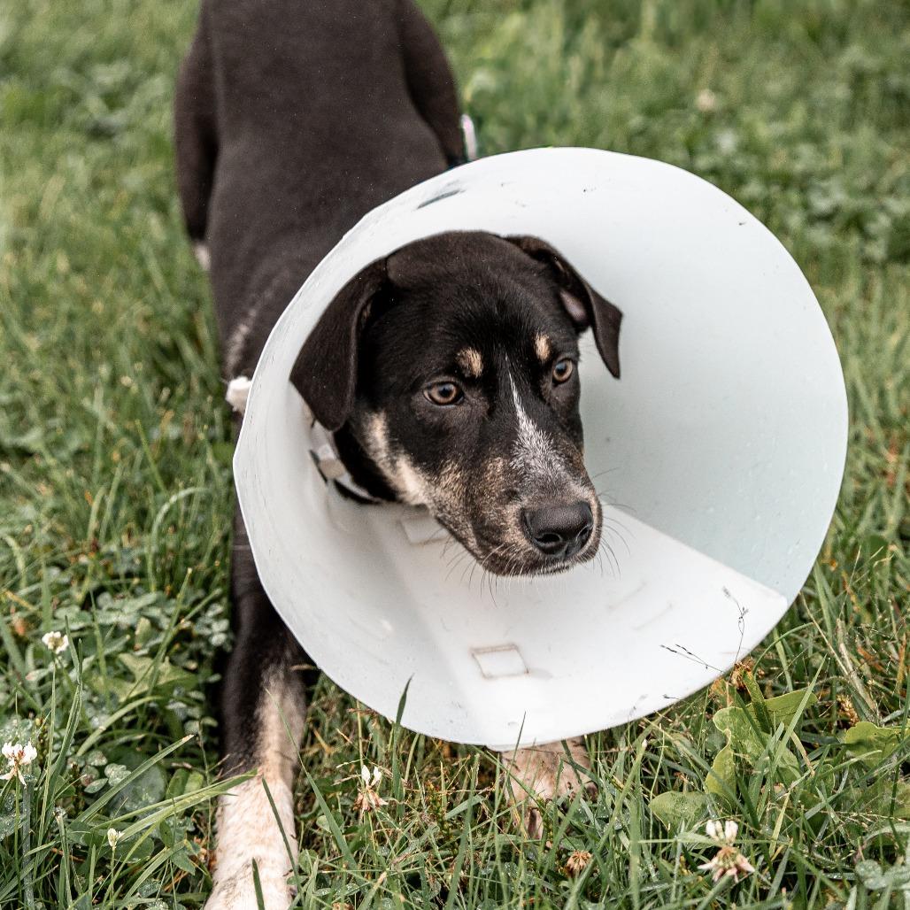 Enlarge Goose, a Adoptable mixed breed in Tomah, WI image 4/6