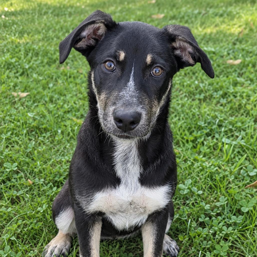 Enlarge Goose, a Adoptable mixed breed in Tomah, WI image 5/6