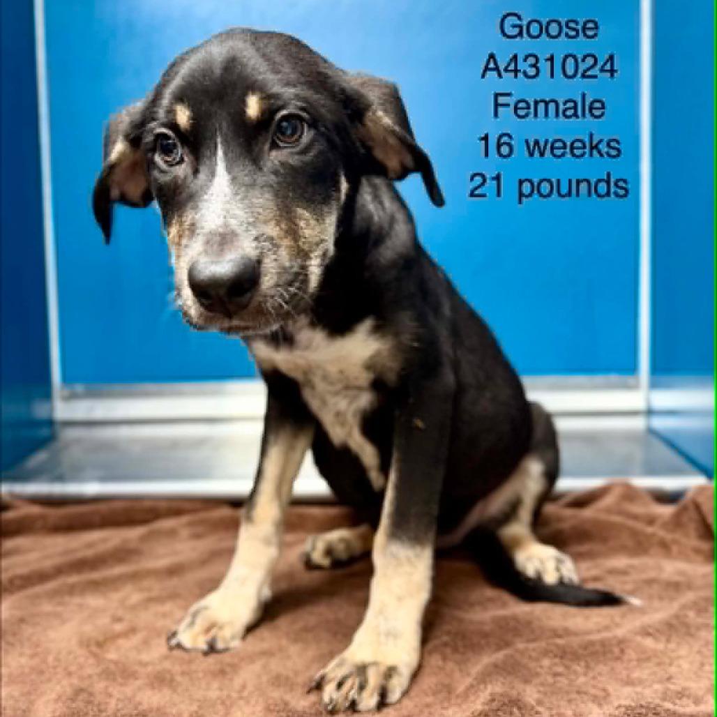 Enlarge Goose, a Adoptable mixed breed in Tomah, WI image 6/6