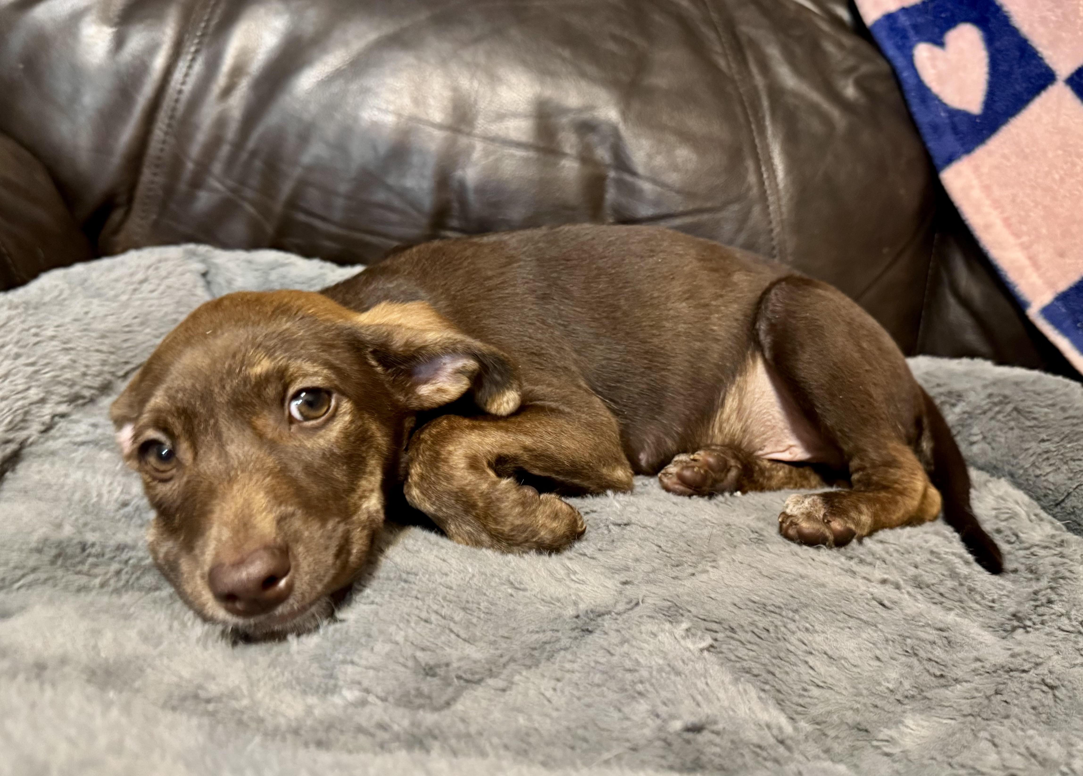 Vic, a ADOPTABLE mixed breed in Maiden, NC image 2/6