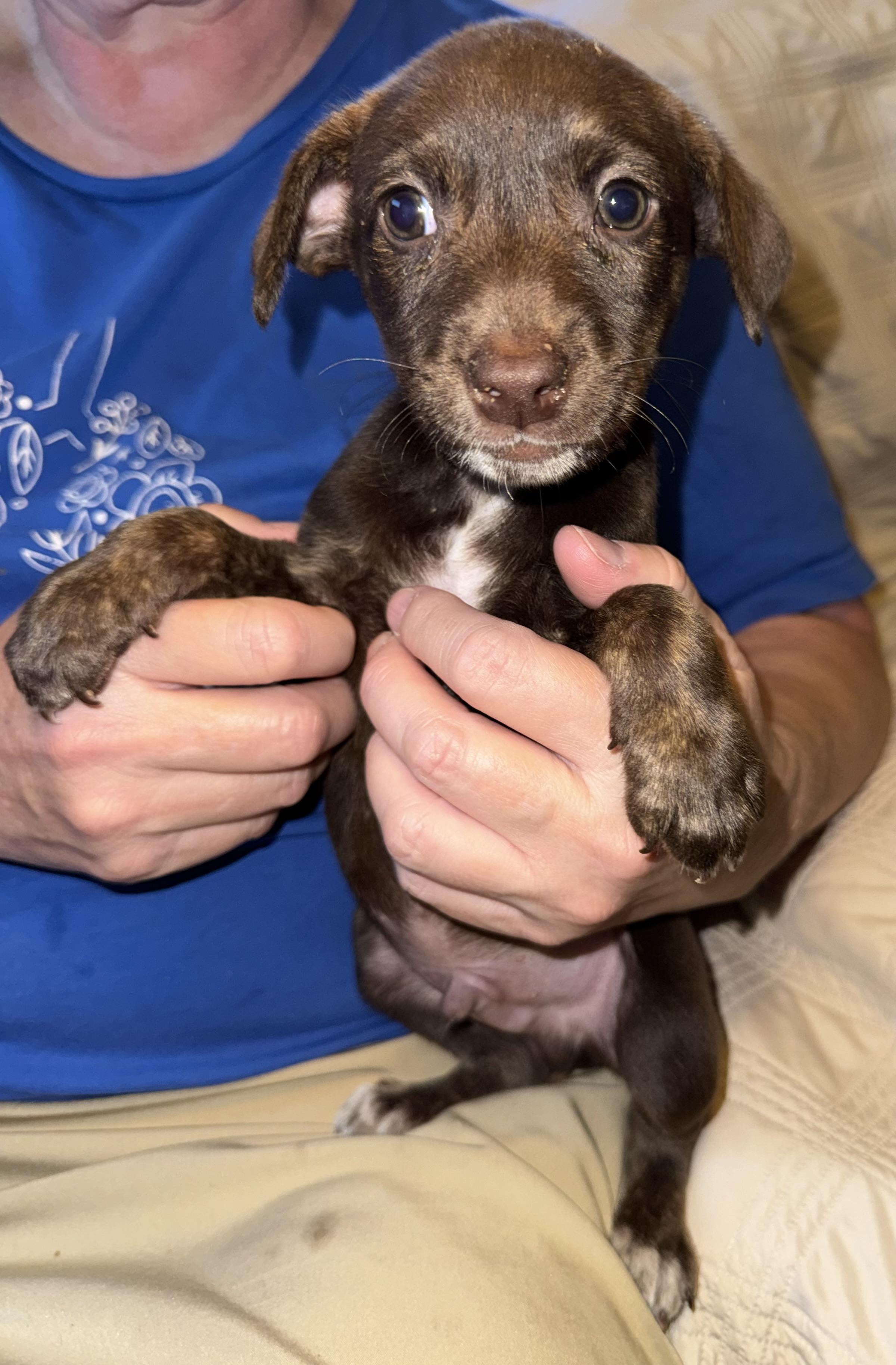 Vic, a ADOPTABLE mixed breed in Maiden, NC image 6/6