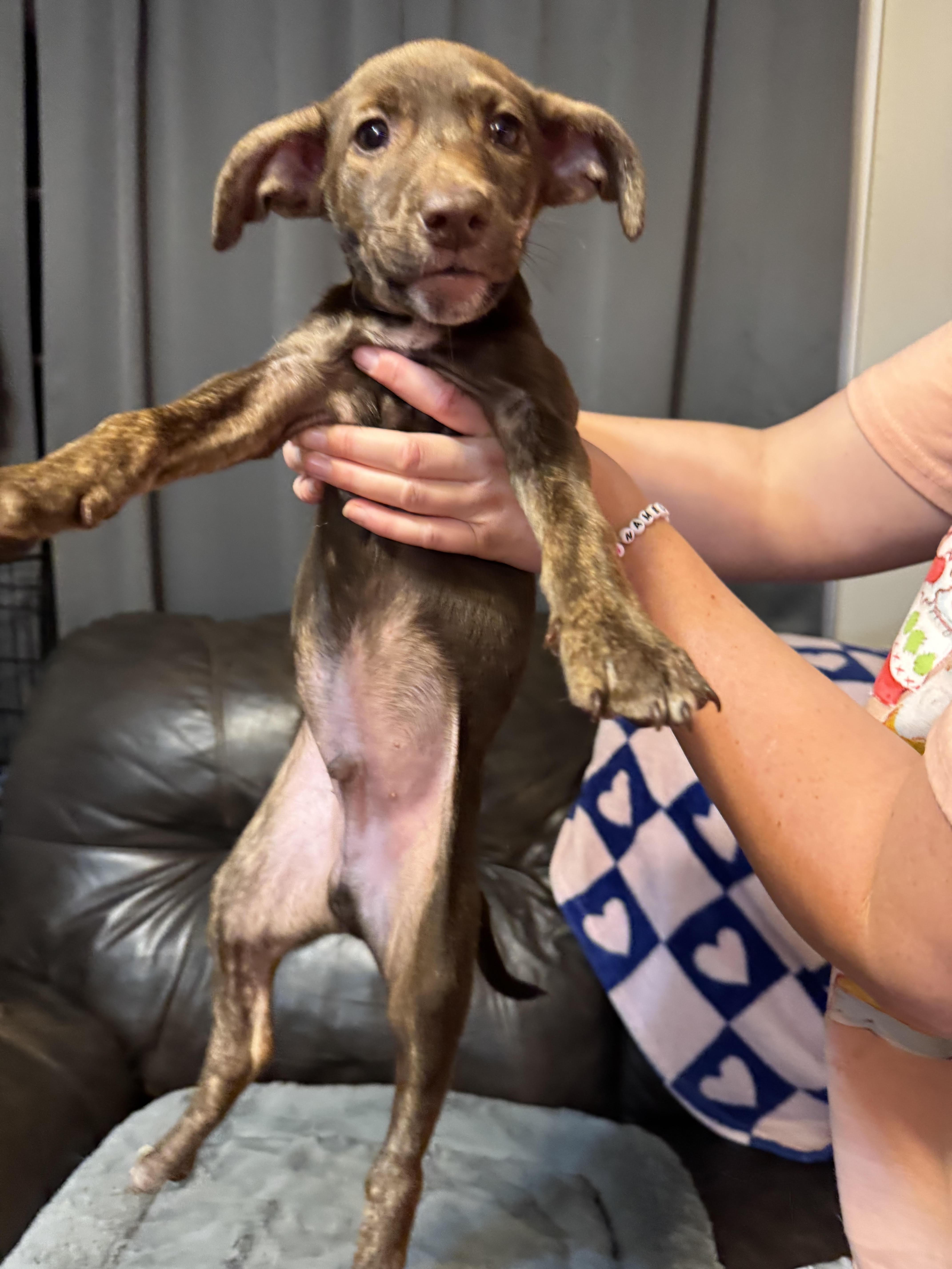 Vic, a ADOPTABLE mixed breed in Maiden, NC image 5/6