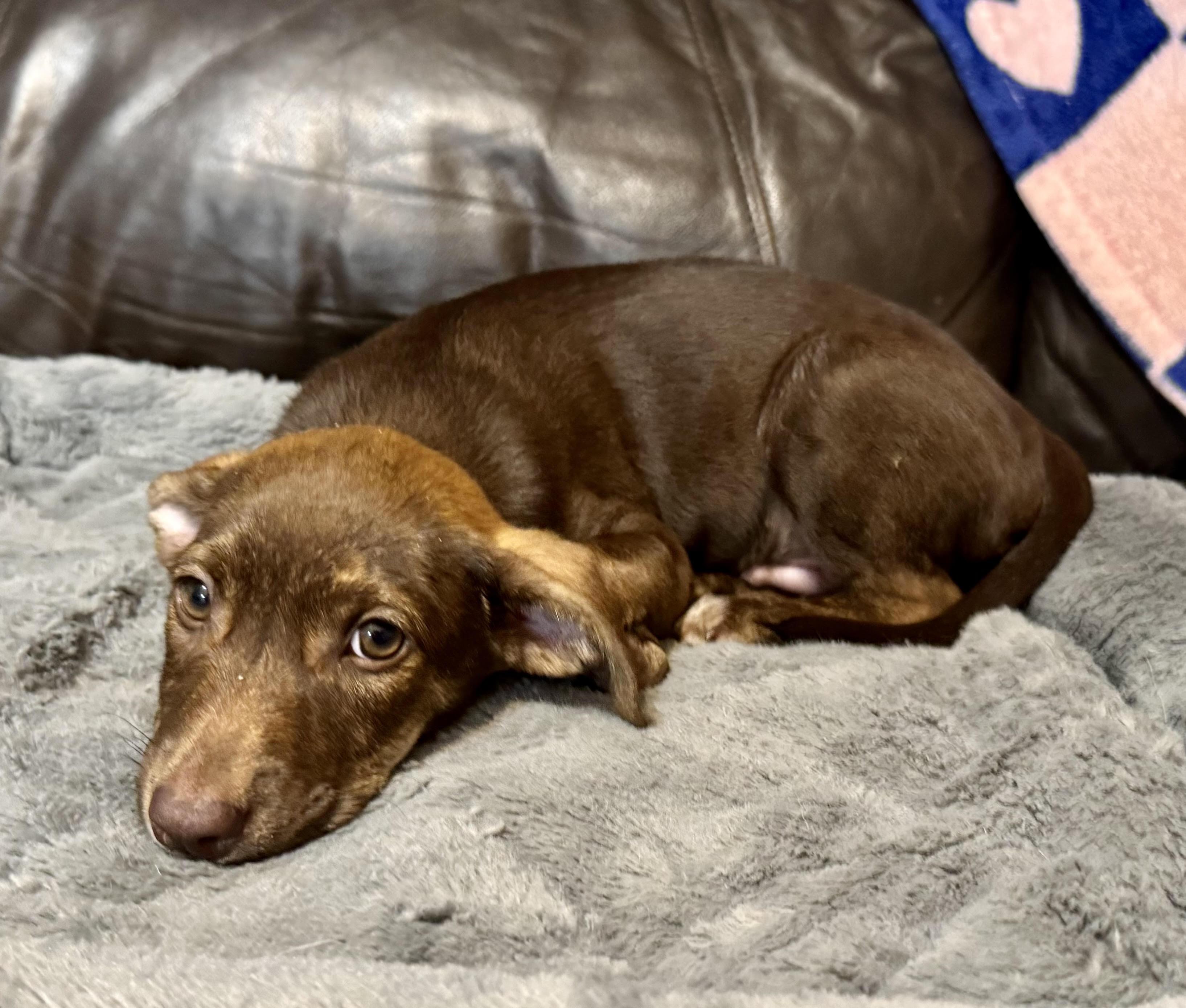 Vic, a ADOPTABLE mixed breed in Maiden, NC image 4/6