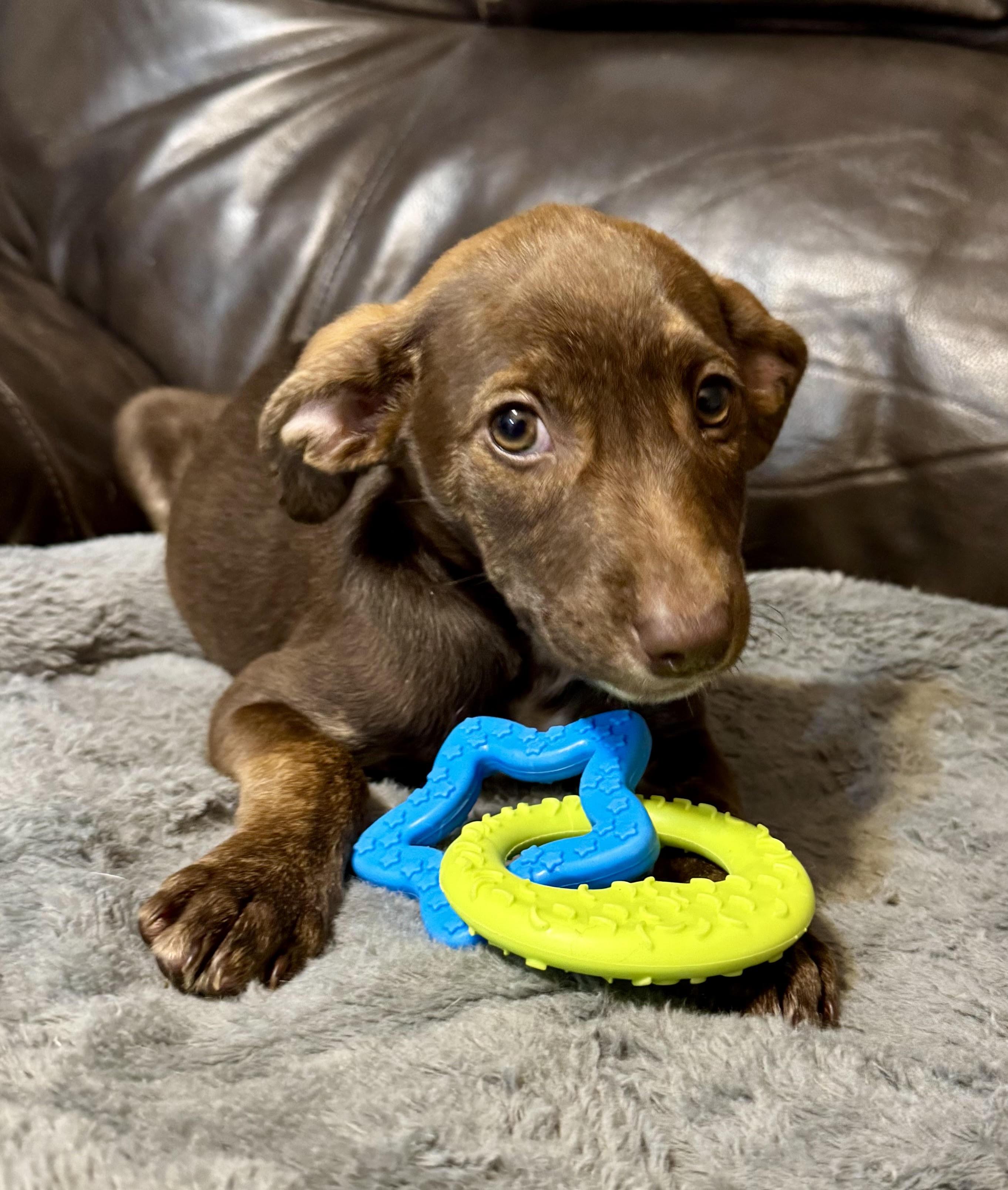 Vic, ADOPTABLE, Puppy Male Terrier.