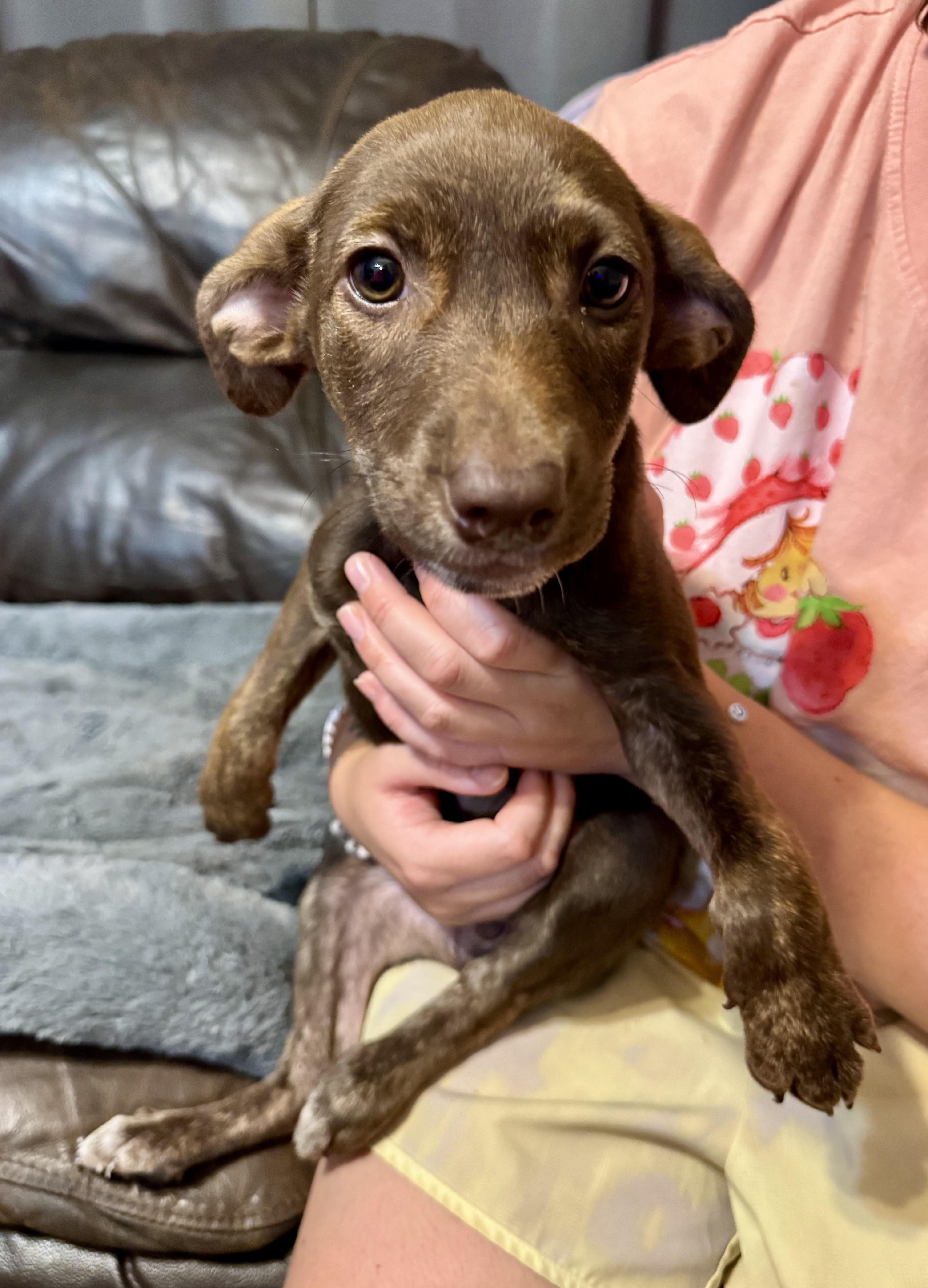 Vic, a ADOPTABLE mixed breed in Maiden, NC image 3/6