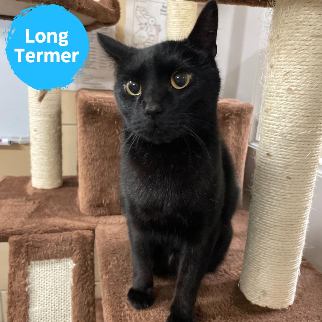 Enlarge Pinky, an adoptable Domestic Short Hair in Renfrew, PA image 1/6