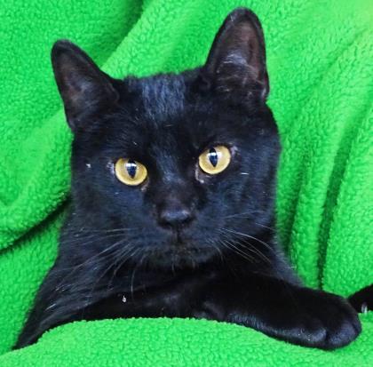 Pinky, Adoptable, Adult Male Domestic Short Hair.