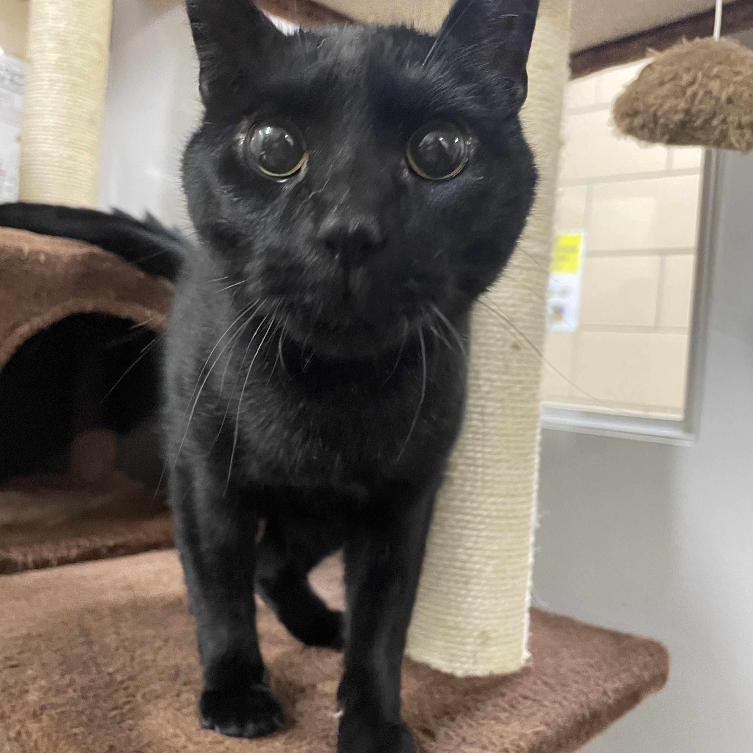 Enlarge Pinky, an adoptable Domestic Short Hair in Renfrew, PA image 6/6