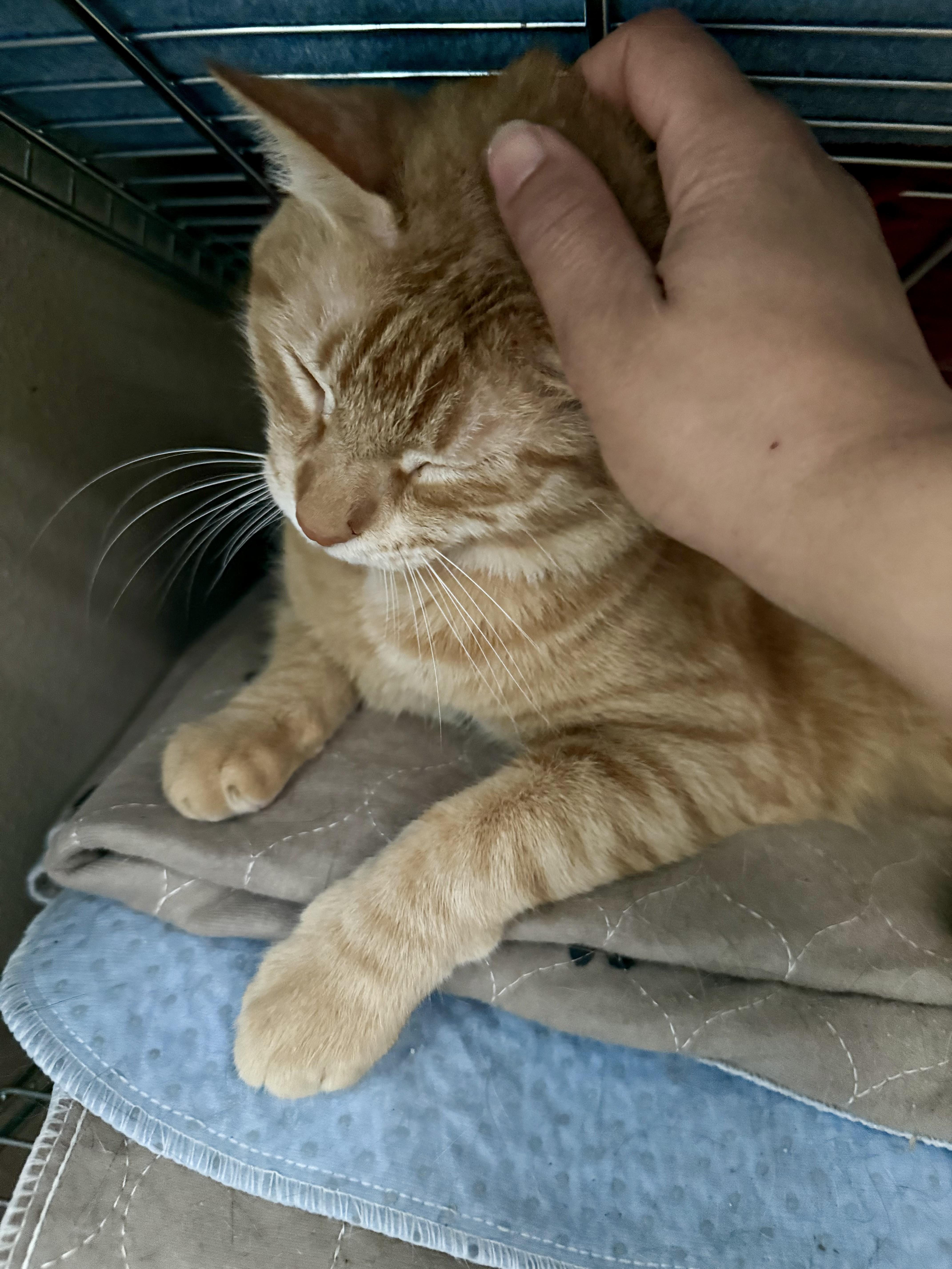 Enlarge Chester, a Adoptable Domestic Short Hair in Denver, CO image 4/4