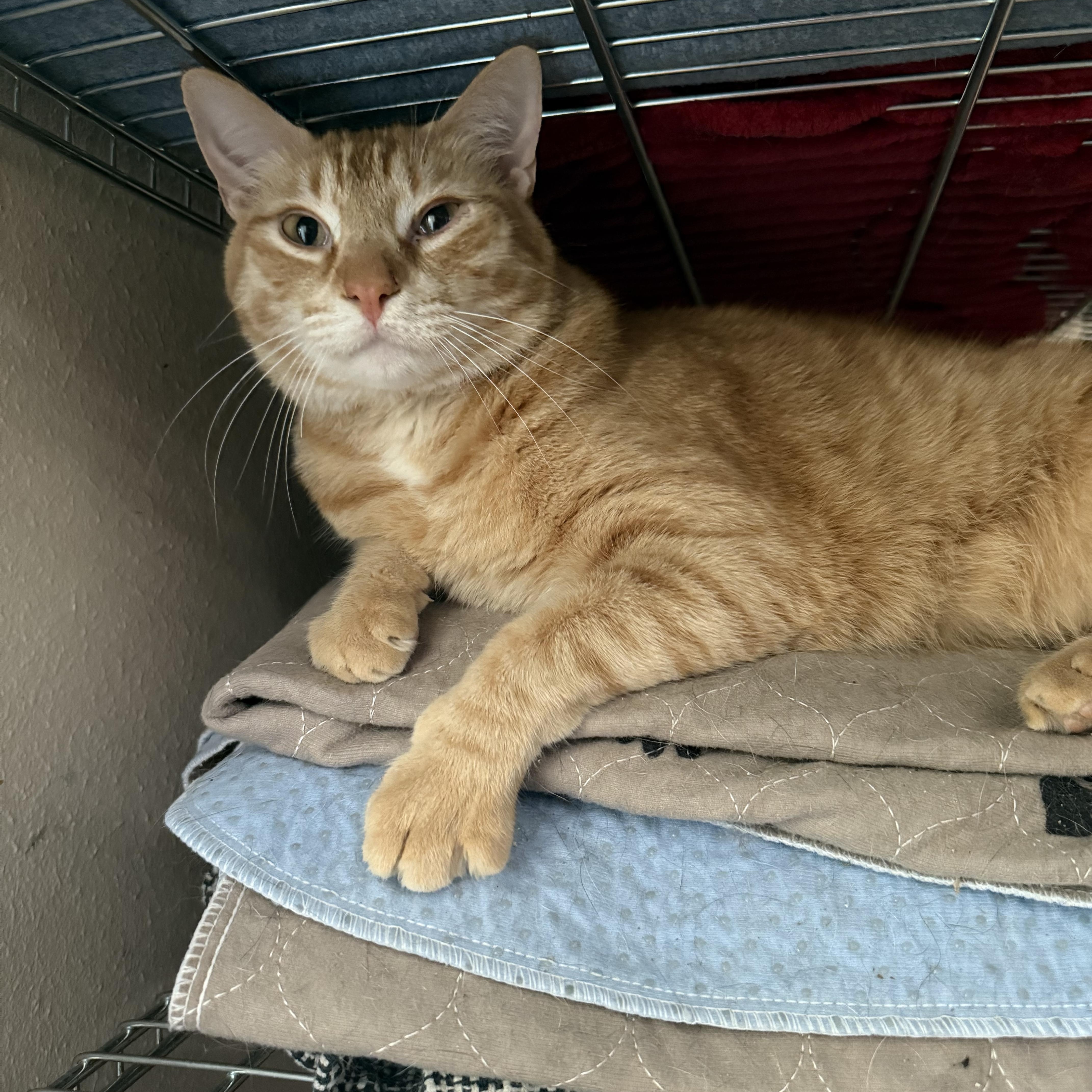Enlarge Chester, a Adoptable Domestic Short Hair in Denver, CO image 2/4