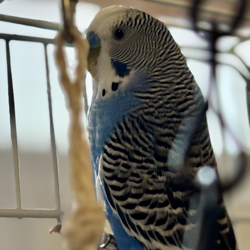 Driver Bob, Adoptable, Adult Male Parakeet (Other).