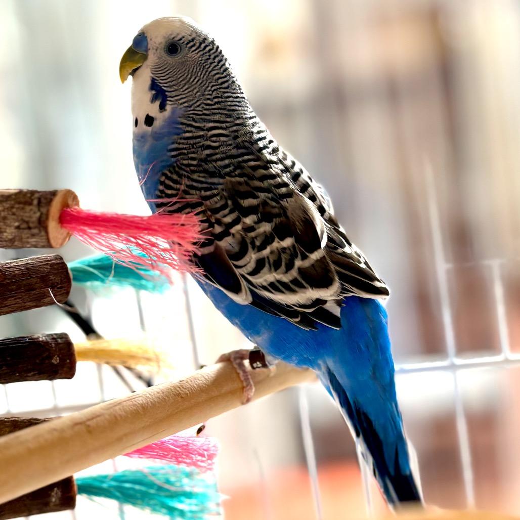 Enlarge Driver Bob, a Adoptable Parakeet (Other) in Glenwood Springs, CO image 2/5