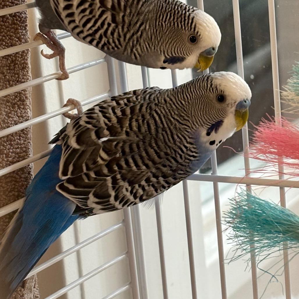 Enlarge Driver Bob, a Adoptable Parakeet (Other) in Glenwood Springs, CO image 3/5