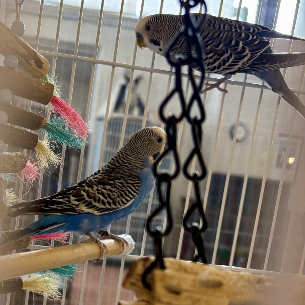 Enlarge Driver Bob, a Adoptable Parakeet (Other) in Glenwood Springs, CO image 4/5