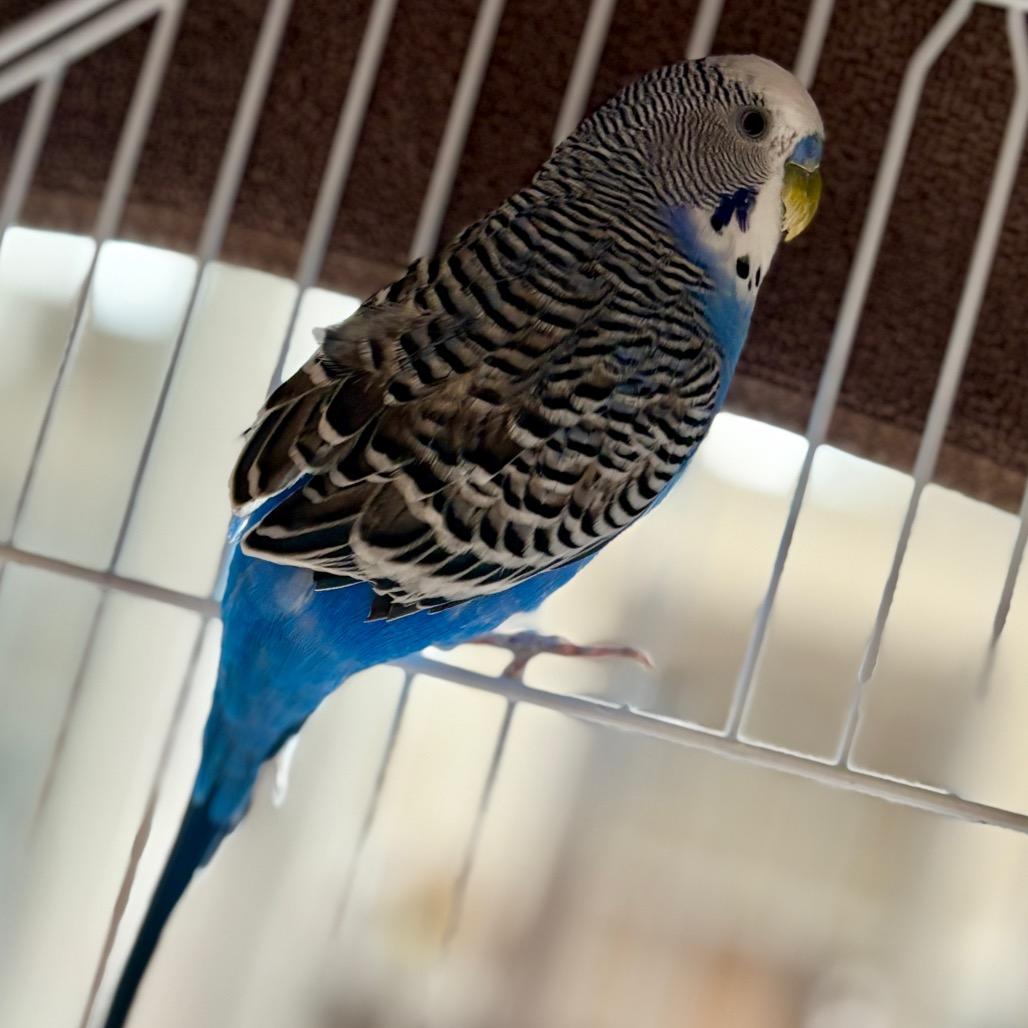 Enlarge Driver Bob, a Adoptable Parakeet (Other) in Glenwood Springs, CO image 5/5